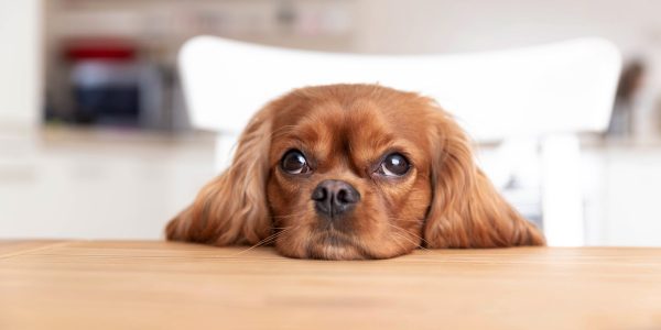 Cute dog behind the kitchen table